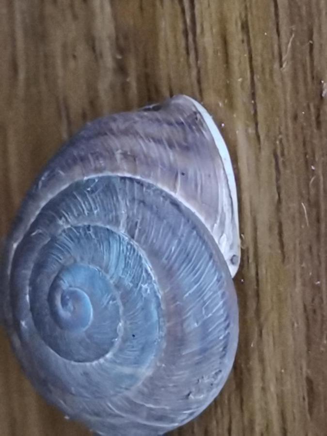 Casa Rural La Palizada Benchijigua Kültér fotó
